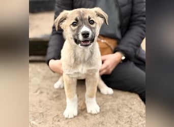 Neela - Kleine Neela sucht ihr großes Glück