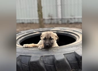 Nya - Verspielte Fellnase wünscht sich eigene Familie