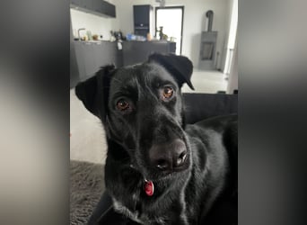 Ouzo - ausgeglichener Rüde sucht einfühlsames Zuhause