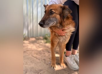 Gerad Sanfter Hundesenior sucht Partner für die besten Jahre