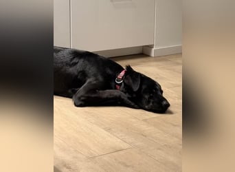 Rosi - wunderschöne Labradormix Hündin, 3 Jahre alt