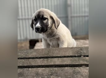 Nils - Herzenshund wartet auf sein Ticket ins Glück