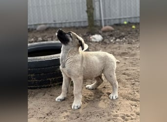 Nora - Neugieriges Hundekind sucht liebevolles Zuhause