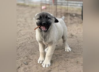 Nora - Neugieriges Hundekind sucht liebevolles Zuhause