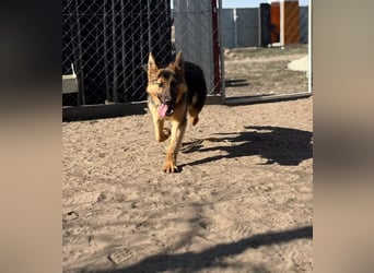 Blanka - treue Begleiterin auf vier Pfoten sucht ihr Zuhause