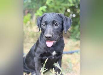 Jade - Fröhliche kleine Welpin sucht ihr Für-immer-Zuhause!