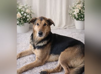 Keksz -Freundlicher Rüde auf der Suche nach seiner Familie!