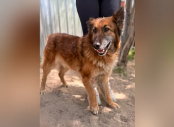 Gerad Sanfter Hundesenior sucht Partner für die besten Jahre