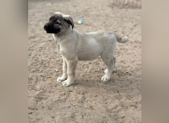 Nora - Neugieriges Hundekind sucht liebevolles Zuhause