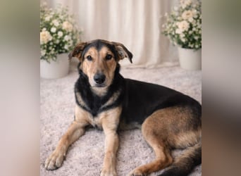 Keksz -Freundlicher Rüde auf der Suche nach seiner Familie!