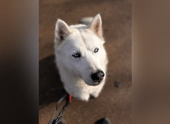 Remus - Wunderschöner Husky-Mix Rüde, 5 Jahre alt, freundlich, in 39112 Magdeburg