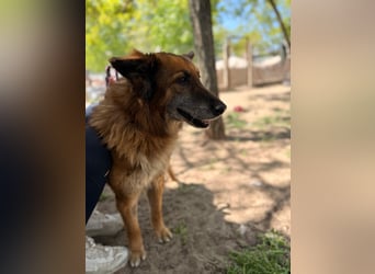 Gerad Sanfter Hundesenior sucht Partner für die besten Jahre