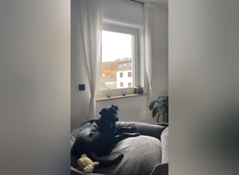 Ouzo - ausgeglichener Rüde sucht einfühlsames Zuhause