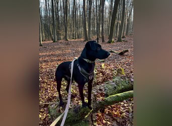 Ouzo - ausgeglichener Rüde sucht einfühlsames Zuhause