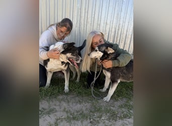 Mizso Kämpferherz mit ganz viel Liebe