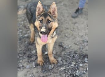 Blanka - treue Begleiterin auf vier Pfoten sucht ihr Zuhause