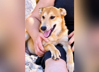 Peanut - Offener & verspielter Junghund sucht sein Für-Immer!