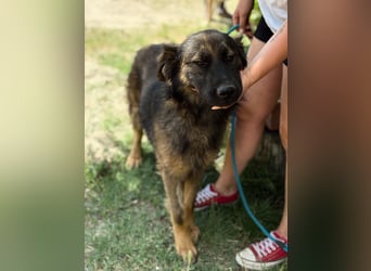 Benji(Bogat) - Charmanter Rüde sucht seine Menschen!