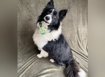 Thiago - Lieber Rüde möchte endlich ankommen!