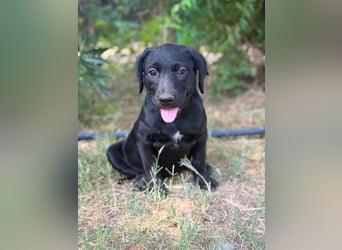Jade - Fröhliche kleine Welpin sucht ihr Für-immer-Zuhause!
