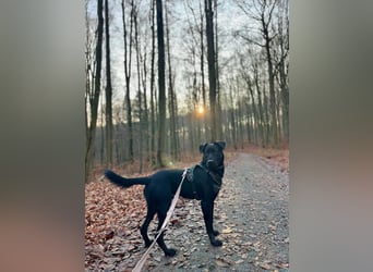 Ouzo - ausgeglichener Rüde sucht einfühlsames Zuhause