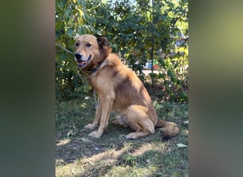 Zeusz - Sanfter Senior wünscht sich wieder Wärme und Geborgenheit