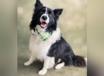 Thiago - Lieber Rüde möchte endlich ankommen!