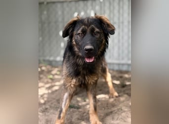 Benji(Bogat) - Charmanter Rüde sucht seine Menschen!