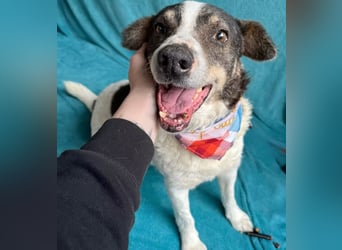 Kaspian - Sanfter Senior sucht liebevolles Zuhause zum Ankommen