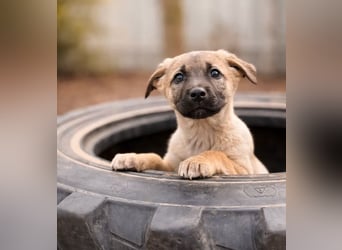 Nya - Verspielte Fellnase wünscht sich eigene Familie