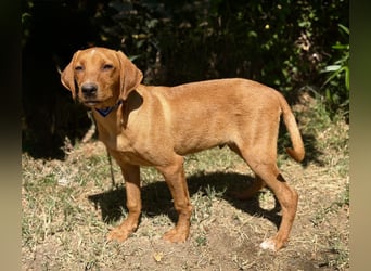 Remi (Remig) Ein fröhlicher Sonnenschein sucht seine Herzensmenschen