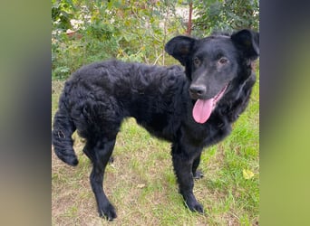 Ziza -Hübsche Hündin auf der Suche nach ihrem Glück