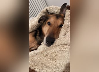 Keks - Freundlicher Rüde auf der Suche nach seiner Familie !