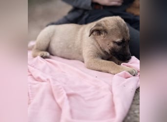 Nya - Verspielte Fellnase wünscht sich eigene Familie