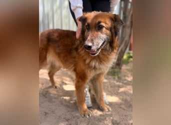 Gerad Sanfter Hundesenior sucht Partner für die besten Jahre