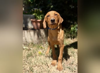 Remi (Remig) Ein fröhlicher Sonnenschein sucht seine Herzensmenschen
