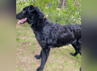 Ziza -Hübsche Hündin auf der Suche nach ihrem Glück