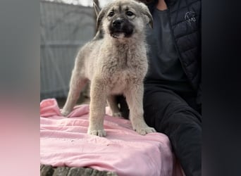 Nico - Kleiner Entdecker sucht sein Für-immer-Zuhause