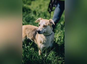 Bonja - Lebensfrohes fröhliches Mädchen sucht Zuhause auf Lebenszeit