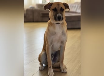 Athos - Großer verschmuster und fröhlicher Junge sucht seine Menschen