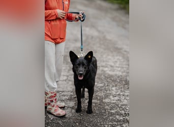 Schönheit und Verstand auf vier Pfoten: Jutta sucht ihr Glück