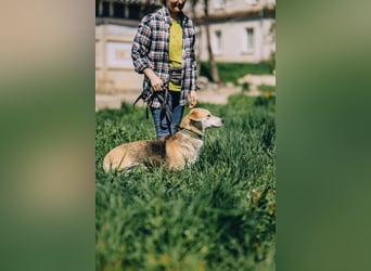 Bonja - Lebensfrohes fröhliches Mädchen sucht Zuhause auf Lebenszeit