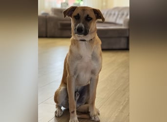 Athos - Großer verschmuster und fröhlicher Junge sucht seine Menschen