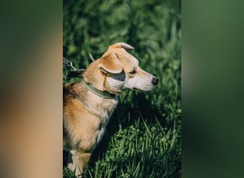 Bonja - Lebensfrohes fröhliches Mädchen sucht Zuhause auf Lebenszeit