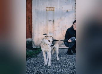 Bonja - Lebensfrohes fröhliches Mädchen sucht Zuhause auf Lebenszeit