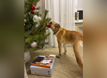 Athos - Großer verschmuster und fröhlicher Junge sucht seine Menschen