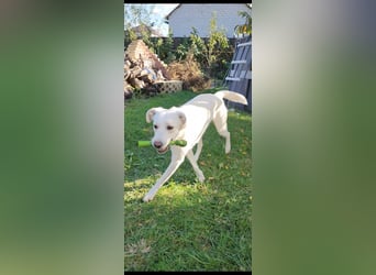 Belka: Treue Seele sucht ihr Glück