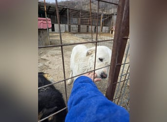 Snowy wartet sehnsüchtig