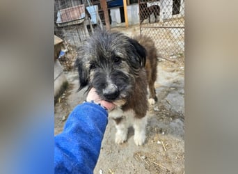 Emil - lieber Hundeopi aus der Tötung