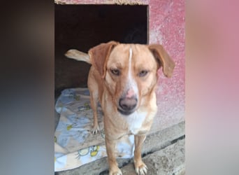 Simba - menschenbezogen